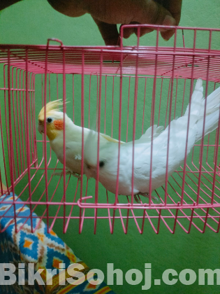 Cocatel running pakhi